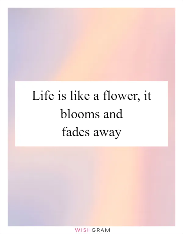 Life is like a flower, it blooms and fades away